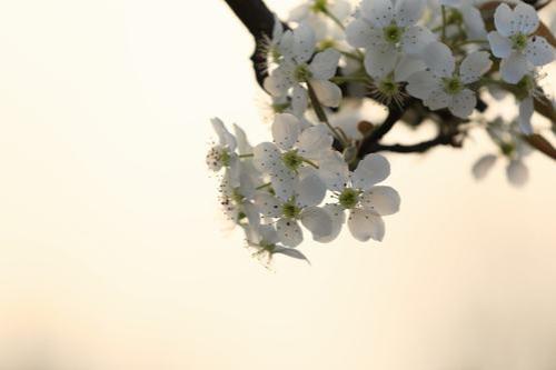 三月梨花什么似什么