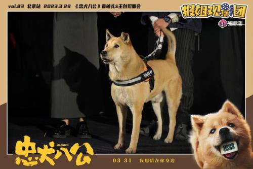 忠犬八公小九被谁领养了