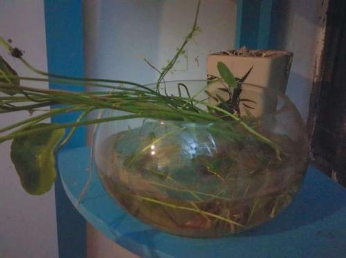 水培植物不生虫的小妙招