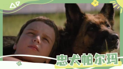 忠犬帕尔玛哪个app可以看