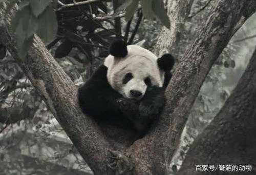 动物管理局熊猫成精第几集