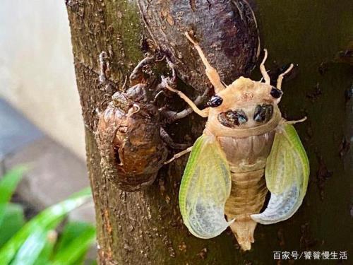 金蝉脱壳读音
