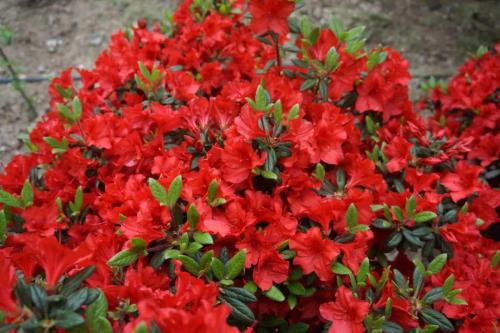 杜鹃花有哪些品种
