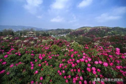 2023年百里杜鹃景区门票价