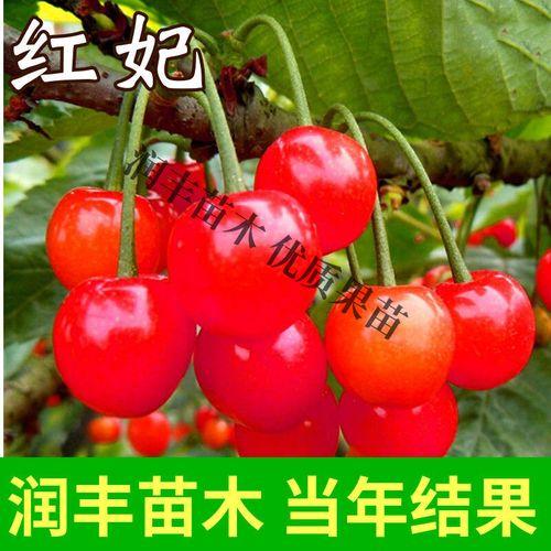 红妃樱桃苗哪里可以买