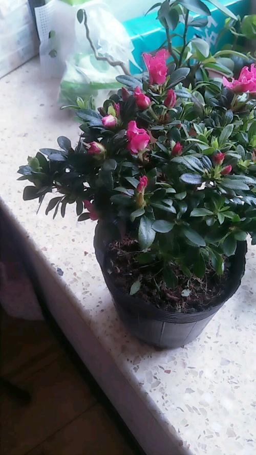 杜鹃花买回来多久能移盆