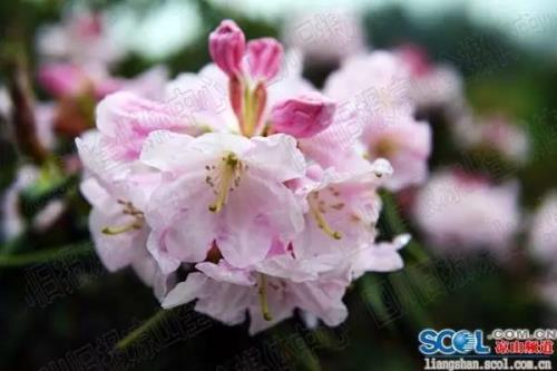 七里坝索玛花什么时候开