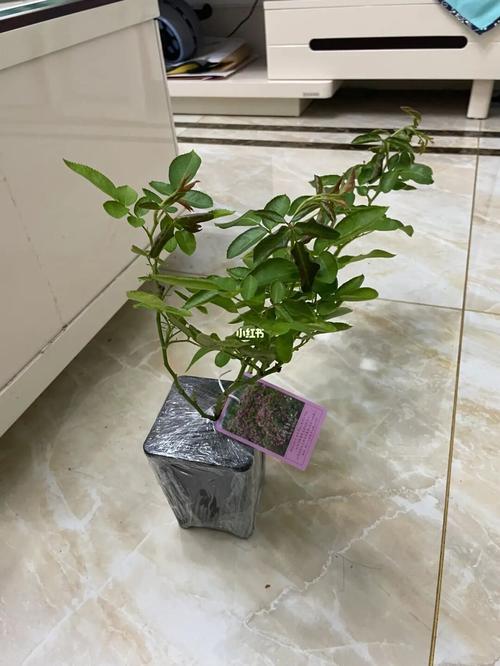 胭脂扣怎么长得快