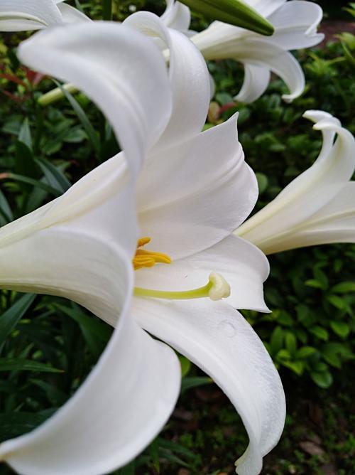 百合花讲了什么故事