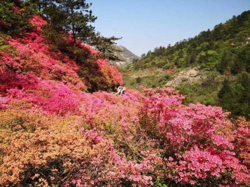 黄陂杜鹃花哪里最出名