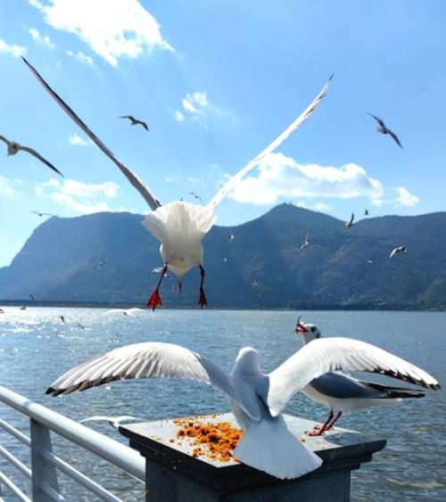4月份去滇池还有海鸥吗