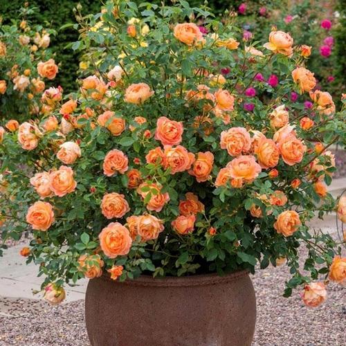 黄果汁月季优缺点