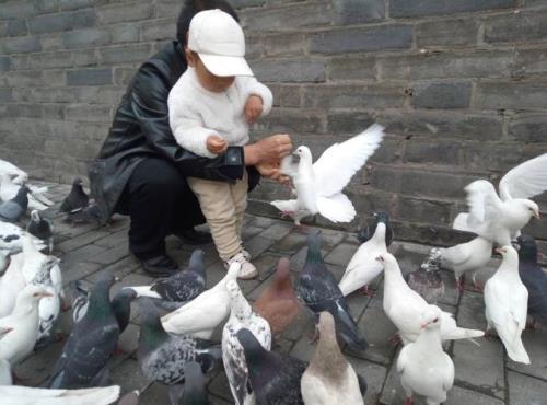 怎么才能引诱在天上飞的鸽子