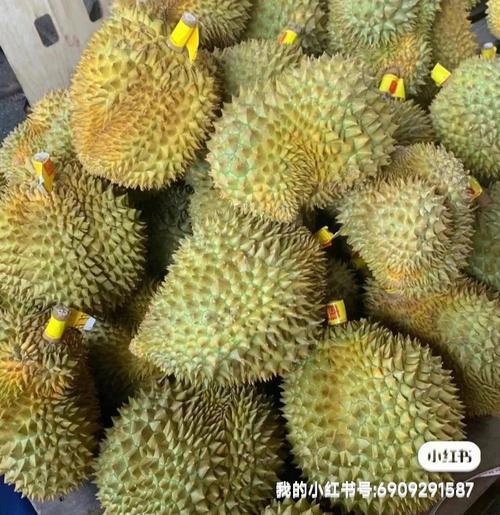 泰国榴莲几月份有得吃