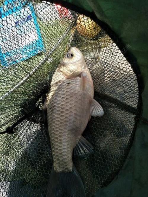 邹平哪里有钓鱼的好地方