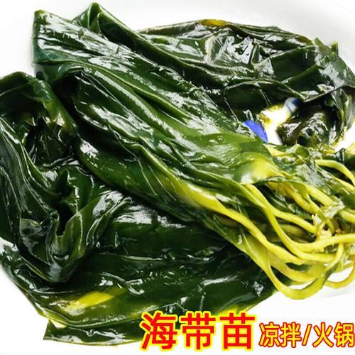 海带苗是哪里来的
