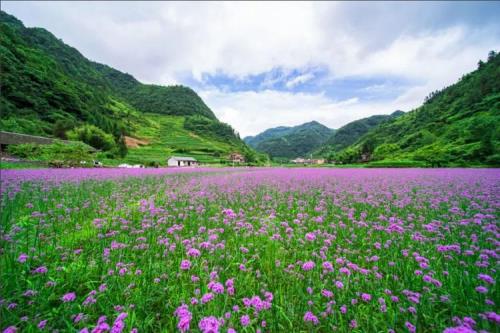 重庆主城那里有花海