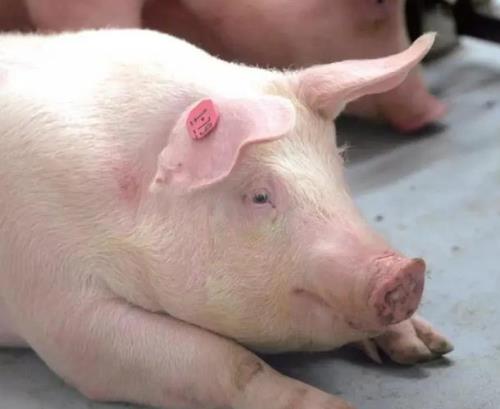 母猪咬牙不爱吃食是怎么回事