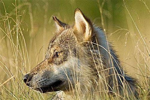 生物狼的牙齿大的叫什么