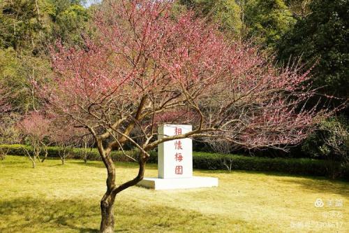 鼓山梅园梅花开花时间