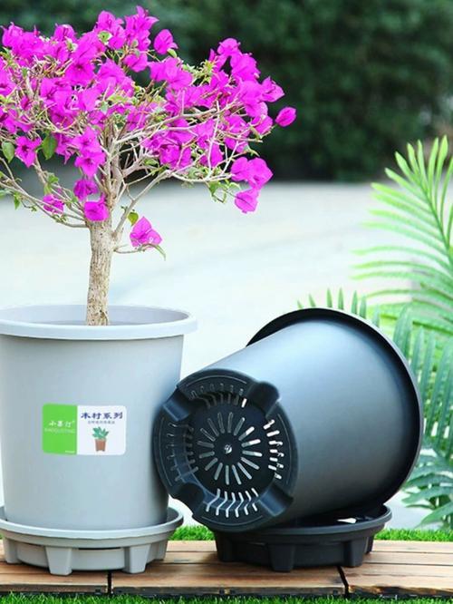 清明节可以种花吗