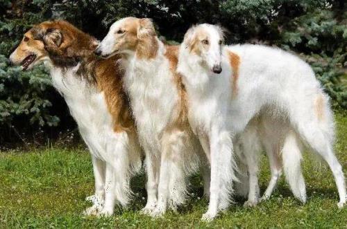 高狼犬能长到多少斤