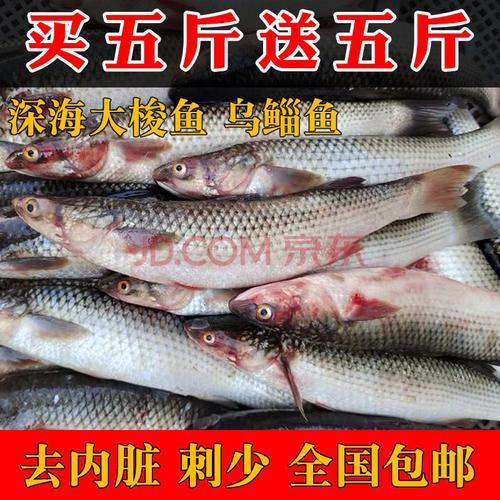 小贡鱼需要清洗内脏吗