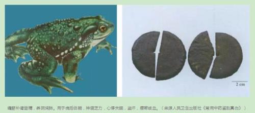 蟾蜍一生能取几次蟾酥
