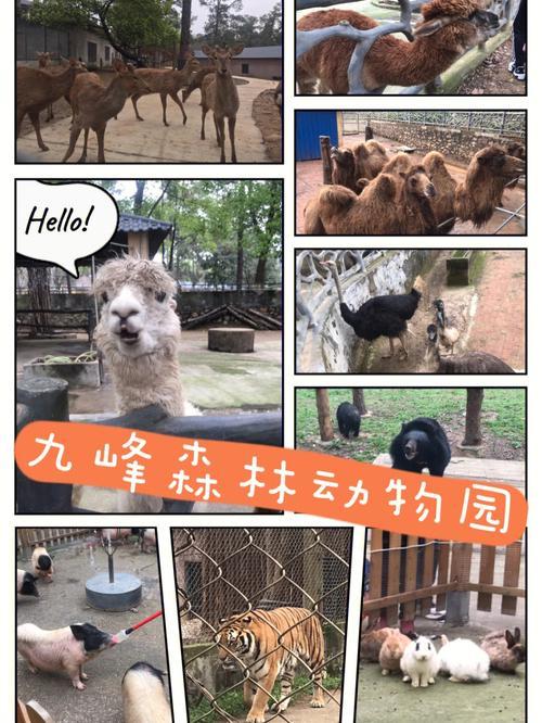 九峰森林动物园开放时间