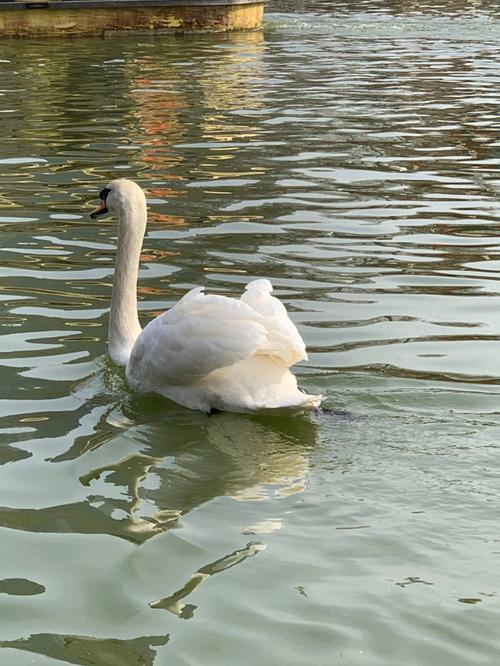 郑州动物园初一开门吗