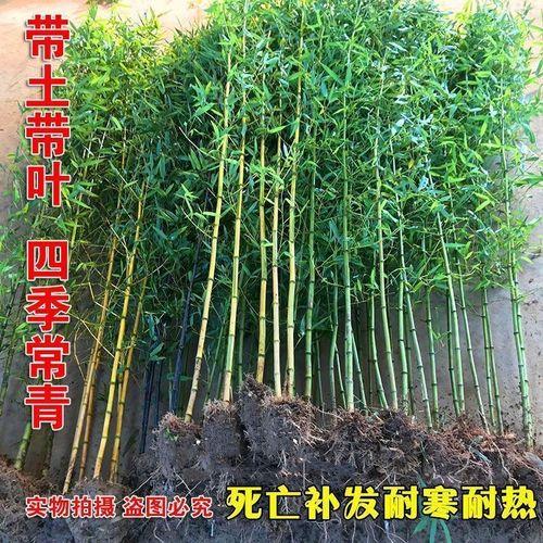 北京十月份种植竹子可以吗