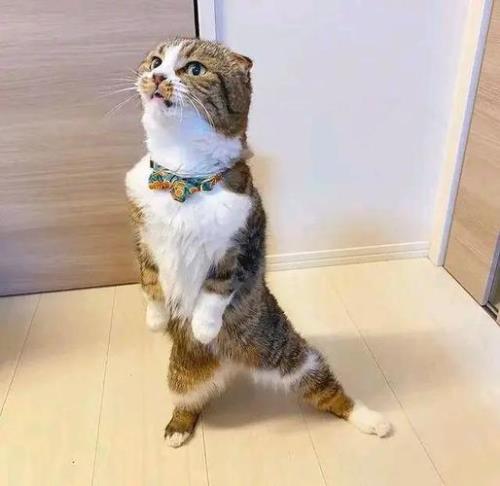 猫听了会站起来的歌
