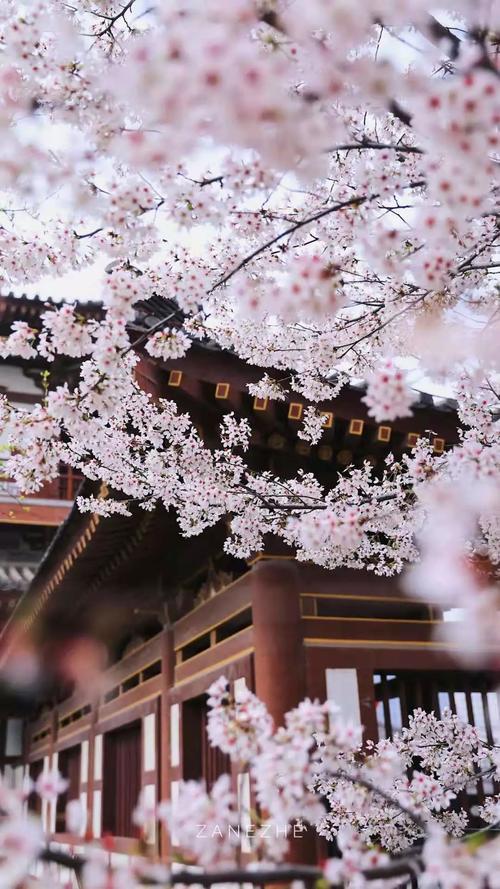 西安青龙寺樱花2023什么时候开