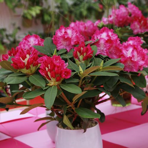 高山杜鹃开花时怎么浇水