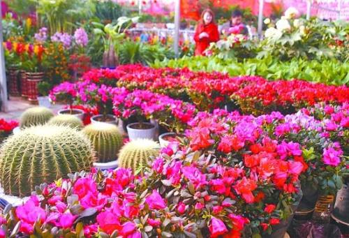 焦作花卉市场过年关门吗