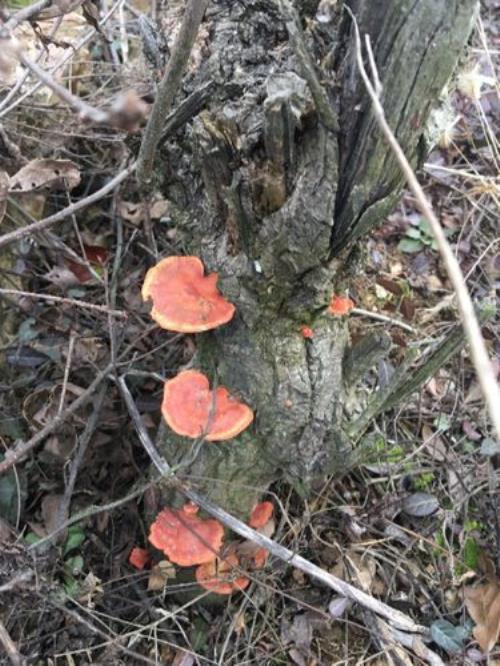 灵芝喜阴还是喜阳