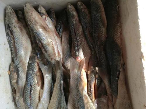 咸梭鱼泡多少时间