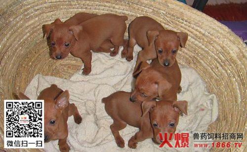 吉娃娃和鹿犬的区别具体的
