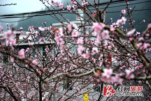 株洲市哪个公园花开了