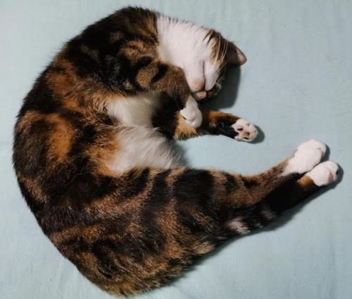猫咪8斤大概多大
