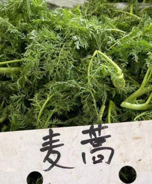 青岛山菜几月有