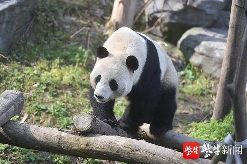 江西动物园有大熊猫吗