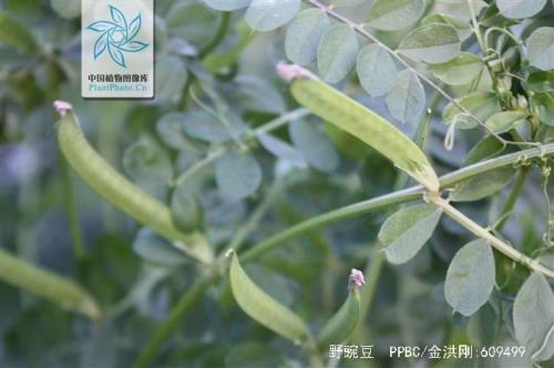 野碗豆什么时候采收