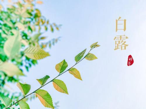 过了白露多久就不会有蚊子了