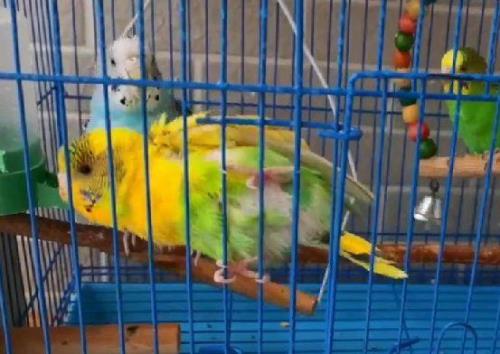 鹦鹉羽毛很脏怎么洗