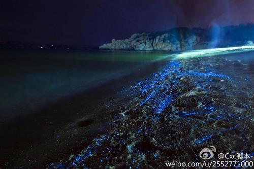 威海有蓝眼泪吗