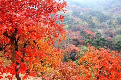 香山公园门票团购