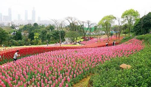 青秀山赏花线路