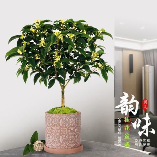 月桂的养殖方法