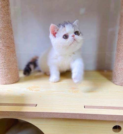 大眼睛的猫是什么猫